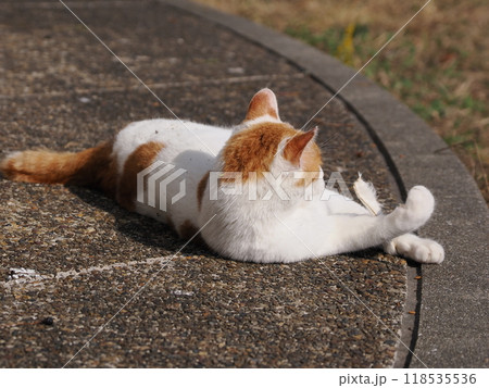 猫じゃらしで一人遊びする可愛い猫 猫じゃらしで一人遊びする可愛い猫 118535536