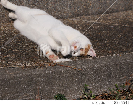 猫じゃらしで一人遊びする可愛い猫 猫じゃらしで一人遊びする可愛い猫 118535541