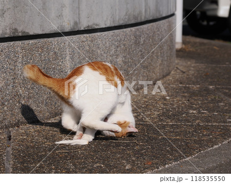 猫じゃらしで一人遊びする可愛い猫 118535550