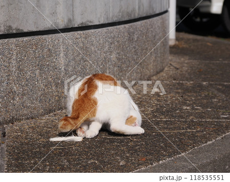 猫じゃらしで一人遊びする可愛い猫 猫じゃらしで一人遊びする可愛い猫 118535551