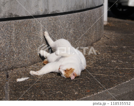 猫じゃらしで一人遊びする可愛い猫 猫じゃらしで一人遊びする可愛い猫 118535552
