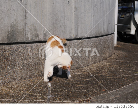 猫じゃらしで一人遊びする可愛い猫 118535556