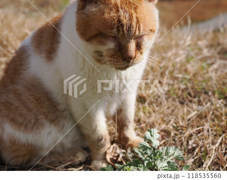 猫じゃらしで一人遊びする可愛い猫 猫じゃらしで一人遊びする可愛い猫 118535560