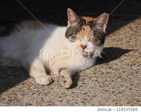 猫じゃらしで一人遊びする可愛い猫 118535568