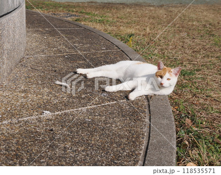 猫じゃらしで一人遊びする可愛い猫 猫じゃらしで一人遊びする可愛い猫 118535571