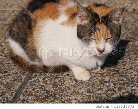 猫じゃらしで一人遊びする可愛い猫 猫じゃらしで一人遊びする可愛い猫 118535572