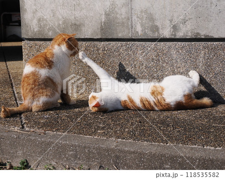 猫じゃらしで一人遊びする可愛い猫 猫じゃらしで一人遊びする可愛い猫 118535582