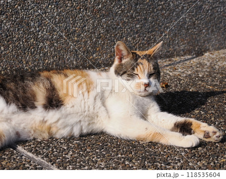 猫じゃらしで一人遊びする可愛い猫 猫じゃらしで一人遊びする可愛い猫 118535604