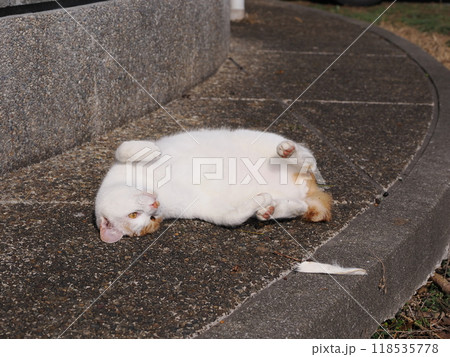 夢中になって遊ぶ可愛い猫 118535778