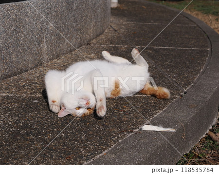 夢中になって遊ぶ可愛い猫 夢中になって遊ぶ可愛い猫 118535784