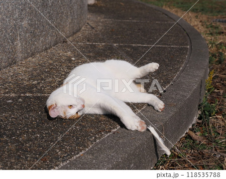 夢中になって遊ぶ可愛い猫 夢中になって遊ぶ可愛い猫 118535788