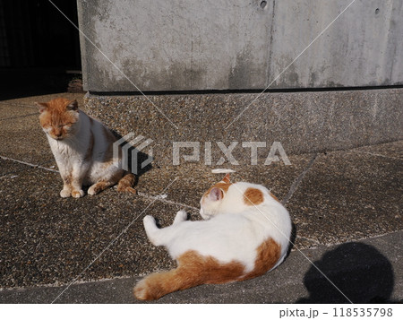 夢中になって遊ぶ可愛い猫 夢中になって遊ぶ可愛い猫 118535798