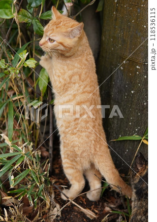 ケガをして餌を食べたリスのような腫れたほっぺたの可愛い子猫 ケガをして餌を食べたリスのような腫れたほっぺたの可愛い子猫 118536115