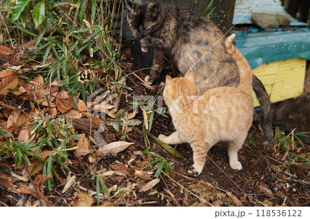 ケガをして餌を食べたリスのような腫れたほっぺたの可愛い子猫 118536122