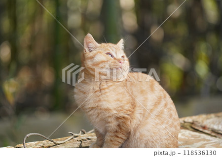 ケガをして餌を食べたリスのような腫れたほっぺたの可愛い子猫 ケガをして餌を食べたリスのような腫れたほっぺたの可愛い子猫 118536130