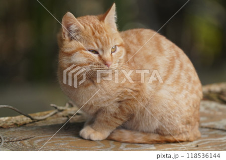 ケガをして餌を食べたリスのような腫れたほっぺたの可愛い子猫 118536144