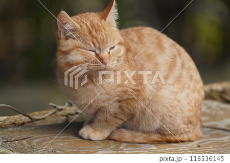 ケガをして餌を食べたリスのような腫れたほっぺたの可愛い子猫 118536145