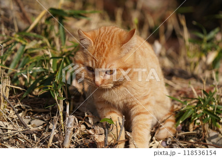 ケガをして餌を食べたリスのような腫れたほっぺたの可愛い子猫 ケガをして餌を食べたリスのような腫れたほっぺたの可愛い子猫 118536154