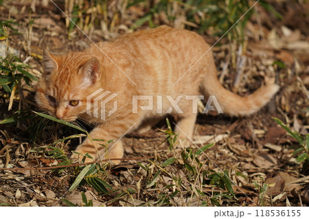 ケガをして餌を食べたリスのような腫れたほっぺたの可愛い子猫 ケガをして餌を食べたリスのような腫れたほっぺたの可愛い子猫 118536155