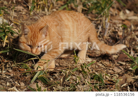 ケガをして餌を食べたリスのような腫れたほっぺたの可愛い子猫 ケガをして餌を食べたリスのような腫れたほっぺたの可愛い子猫 118536156