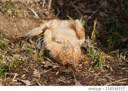 ケガをして餌を食べたリスのような腫れたほっぺたの可愛い子猫 ケガをして餌を食べたリスのような腫れたほっぺたの可愛い子猫 118536157