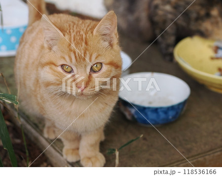 ケガをして餌を食べたリスのような腫れたほっぺたの可愛い子猫 ケガをして餌を食べたリスのような腫れたほっぺたの可愛い子猫 118536166
