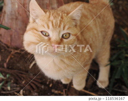 ケガをして餌を食べたリスのような腫れたほっぺたの可愛い子猫 118536167