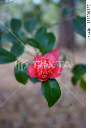 7110　椿　紅卜伴 118536377