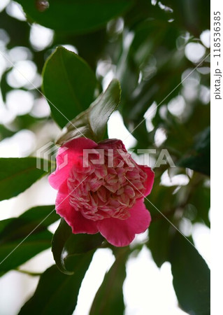 7117　椿　緋色卜伴 118536385