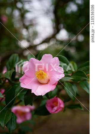 7118　椿　J.C.ウイリアムズ 118536386