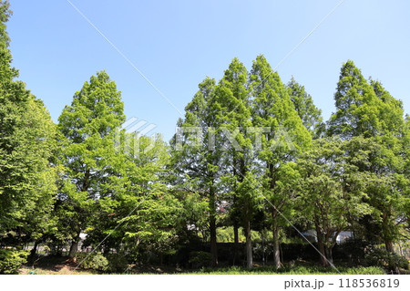 メタセコイア並木 118536819