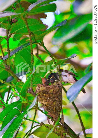サンコウチョウの子育て 118537076