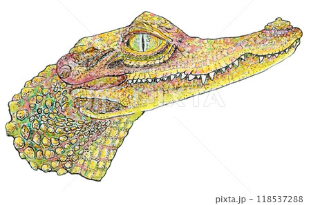 I am a crocodile 118537288