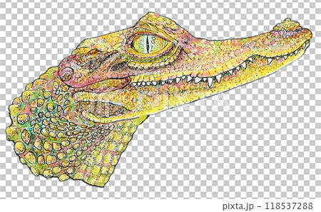 I am a crocodile 118537288