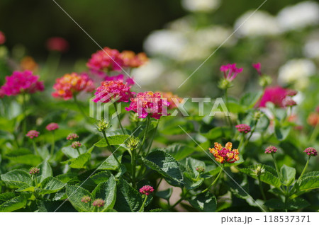花の風景 花の風景 118537371