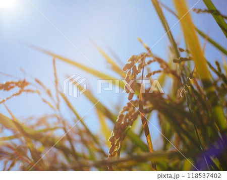青空の下の米の稲穂　農業　レンズフレア 118537402