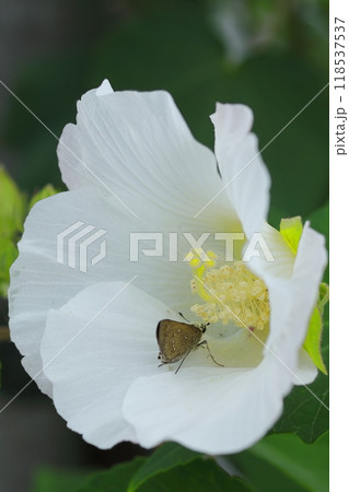 フヨウの花に止まるセセリチョウ 118537537