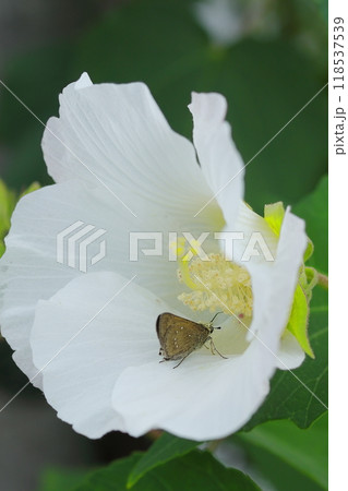 フヨウの花の蜜を吸うクロボシセセリ 118537539