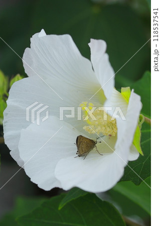 フヨウの花に止まるクロボシセセリ 118537541