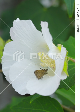 フヨウの花に止まるクロボシセセリ 118537544