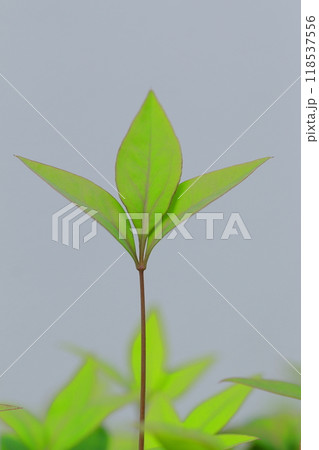 太陽の光を浴びるナンテンの若葉 118537556