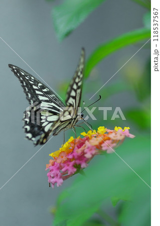 ランタナの花の蜜を吸うアゲハチョウ ランタナの花の蜜を吸うアゲハチョウ 118537567