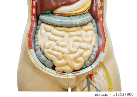 Intestine or bowel human anatomy model isolated on white background with clipping path. 118537900