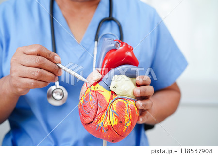 Cardiovascular disease CVD, doctor with heart human model anatomy for treatment patient in hospital. 118537908