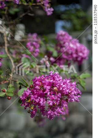 鎌倉249 本覚寺1 百日紅 鎌倉249 本覚寺1 百日紅 118537940