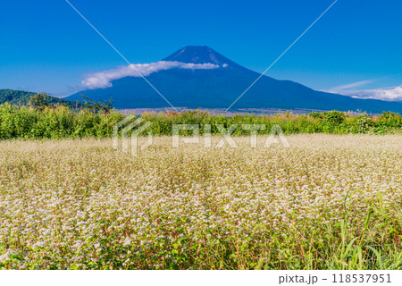 【山梨県】忍野のソバ畑越しに初秋の富士 【山梨県】忍野のソバ畑越しに初秋の富士 118537951