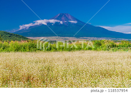 【山梨県】忍野のソバ畑越しに初秋の富士 118537954