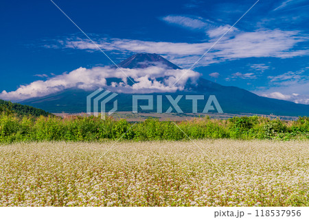 【山梨県】忍野のソバ畑越しに初秋の富士 【山梨県】忍野のソバ畑越しに初秋の富士 118537956