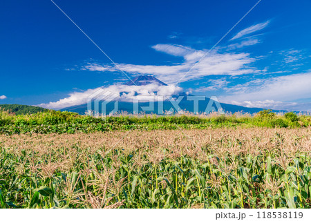 【山梨県】トウモロコシ畑越しに初秋の富士 【山梨県】トウモロコシ畑越しに初秋の富士 118538119