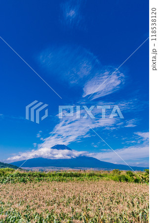 【山梨県】トウモロコシ畑越しに初秋の富士 118538120